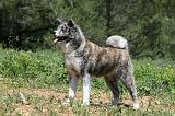 AKITA INU 363